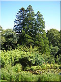 SH6540 : Plas Tan y Bwlch gardens by rob bishop