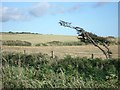 Wind-blasted tree near Llain Farm