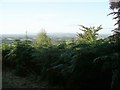 View over the trees, Rammerscales Wood