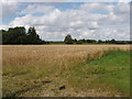 Wheat field ready for harvest