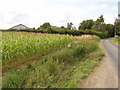 Maize field near Daffy Green