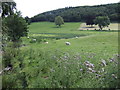 Wooded slopes of the Towy valley