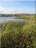 NS3353 : Kilbirnie Loch by wfmillar