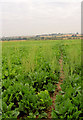 Footpath through sugar beet?