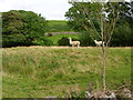 Llamas Grazing