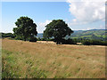 Hillside farmland at May Hill Farm