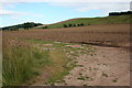 Tattie Field