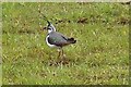 Lapwing (Vanellus vanellus)