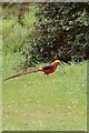 Golden Pheasant, Trevarno Gardens