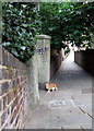 Hampstead alley cat