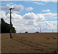 Power cables in corn field.