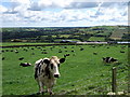 Cows at  Pencwarre