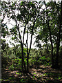 Woodland and Gorse, Crostwight Heath