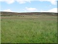 Grassland near Hillock of Echt