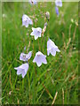 NY8070 : Harebells on Hadrian's Wall by Mike Quinn