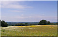 Wild Flower Meadow - Brightling Down