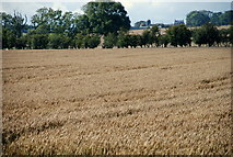 NU2108 : Barley field near Shilbottle Grange by Roger Temple