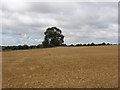 Harvested wheat field near Higham Park Farm