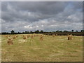 Stacks of rectangular bales on harvested field