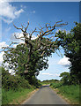 TG0629 : Ancient oak on the way to Thurning by Zorba the Geek