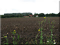 View across field to farm on Lower Hall Lane