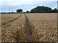 Footpath Near Colton