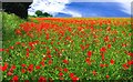 Poppy Field