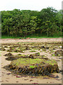 Shoreline near Ryde House