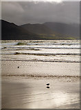 V6493 : Wader on Rossbeigh Beach by Linda Bailey