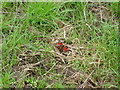 SJ2957 : Peacock Butterfly by David Quinn