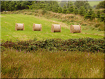 V7696 : Bales of Straw by Linda Bailey