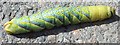 SX0454 : Death's Head Hawkmoth (Acherontia atropos) Caterpillar, Eden by Rob Farrow