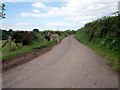 Two runaway Donkeys on a country lane (Parkstown Lane)