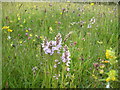 Traditional pasture, Melverley Farm