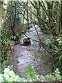 Lynher tributary - looking downstream