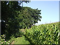 Maize crop by the Dane Valley Way