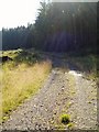 NX6373 : Forest Track near Cairn Edward Hill. by Bob Peace