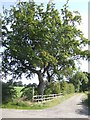 SJ7865 : Beech tree by Mill Lane by Jonathan Billinger