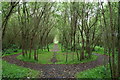 Willow fairy ring, ECOS Centre, Ballymena