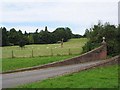 Hillside Grazing