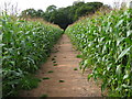 Path in tall crop