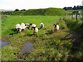 Sheep grazing around Lochrinnie Mote