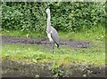 Another tame heron