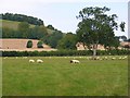 Farmland, Maiden Bradley