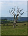 Dead oak tree