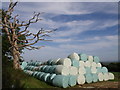 Dead tree and silage bales