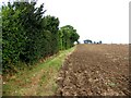 Field and hedge near to Broxted