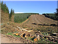 Clear fell area in Leithope Forest