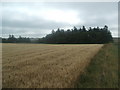 Towards Middlemuir Farm