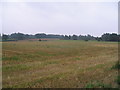 Barley field